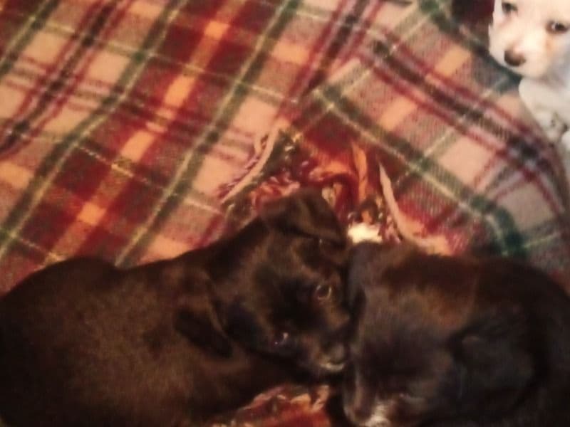 Chihuahua 4 months old female small named Puppies for sale in Umatilla County, Oregon | Petmeetly