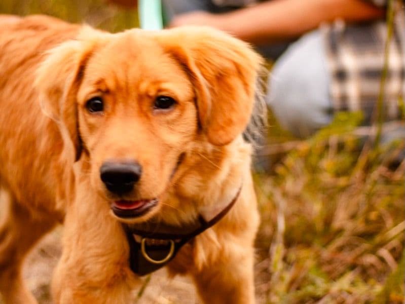 Golden Retriever 1 year 8 months old male large named Golden Ramsay for breeding | Petmeetly
