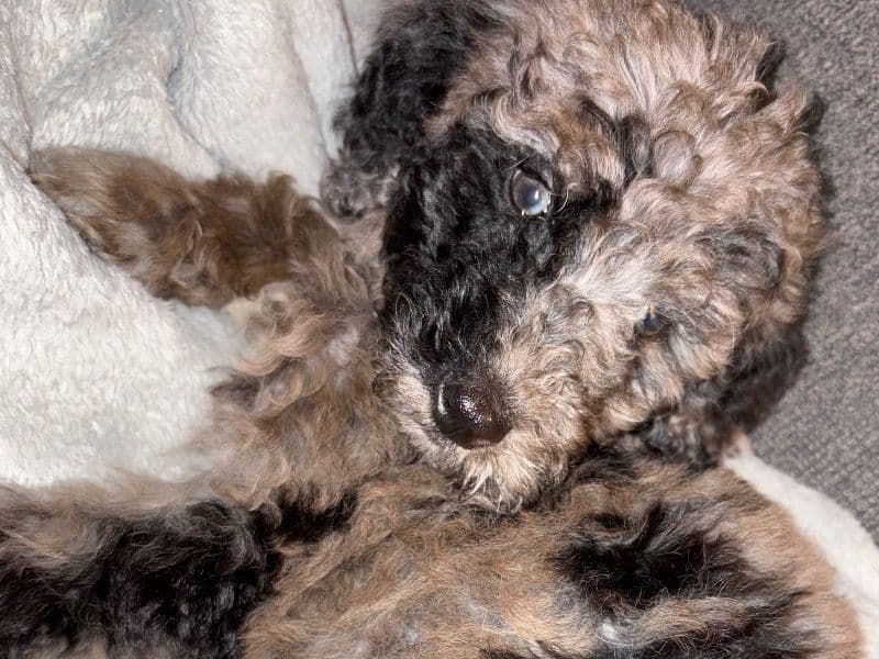 Standard Poodle 6 months old female small named Chanel for sale in San Bernardino County, California | Petmeetly