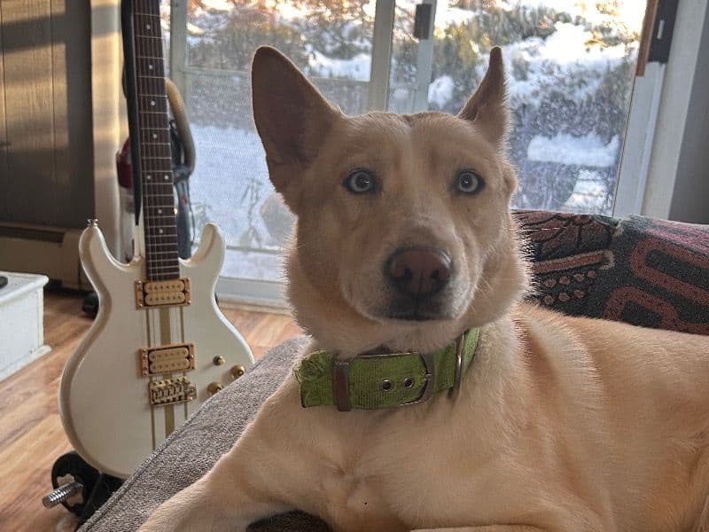 Laika primary photo