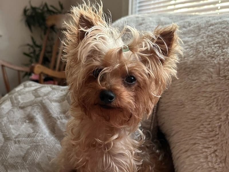 Yorkshire Terrier 1 year 4 months old male small named Cookie for breeding in Metro Vancouver, British Columbia | Petmeetly