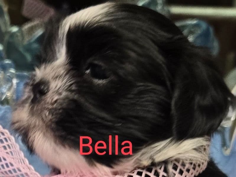 Bella primary photo