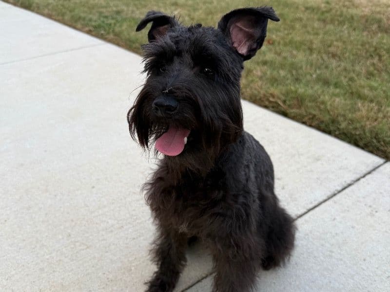 Bruce primary photo