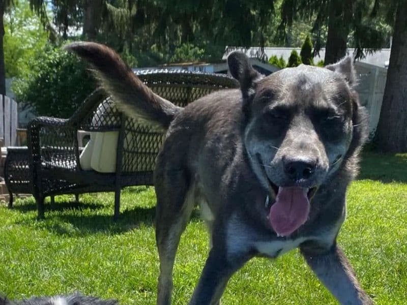 German Shepherd Husky 4 years old male medium named Timber for adoption in Albany County, New York | Petmeetly