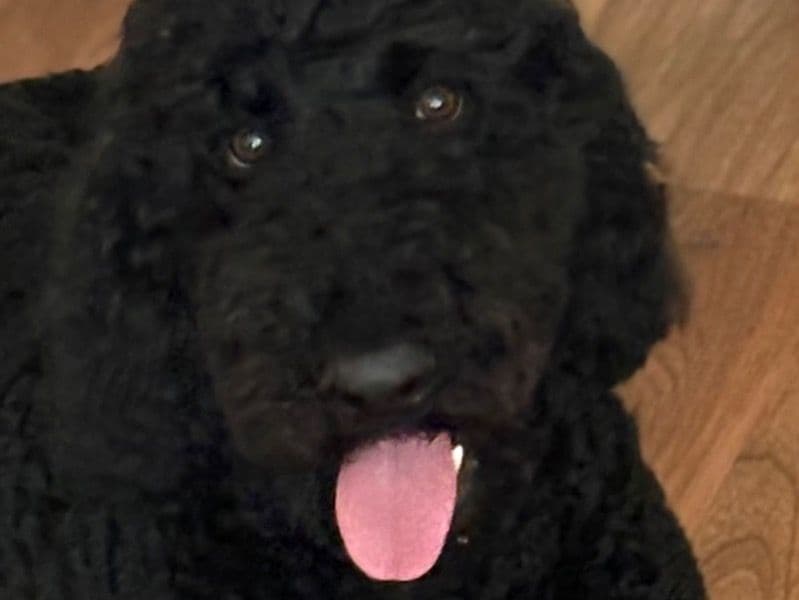 Benji primary photo