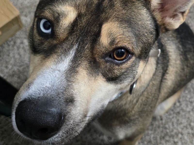 German Shepherd Husky 3 years old male large named Diego for adoption in Collin County, Texas | Petmeetly