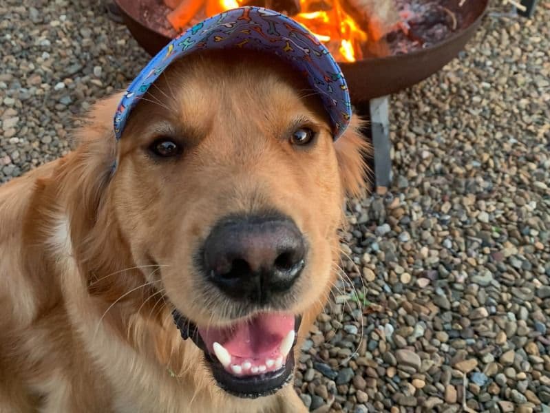 Golden Retriever 3 years 9 months old male medium named Reggie for breeding in Sunshine Coast Regional, Queensland | Petmeetly