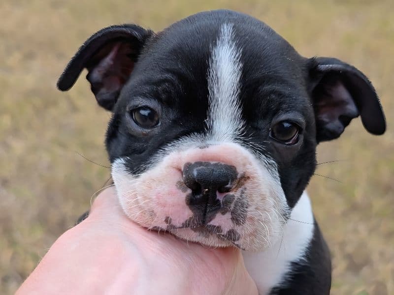 Boston Terrier 3 months old female small named Female 2 for sale in Oklahoma County, Oklahoma | Petmeetly