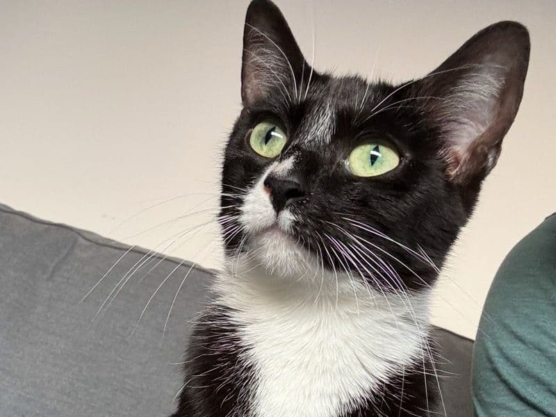 Mittens primary photo