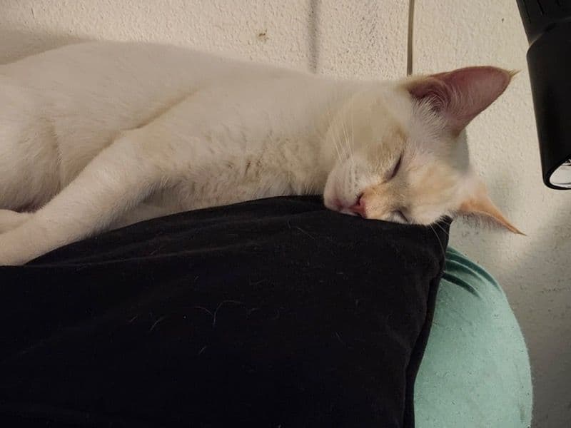 Flame Point Siamese 1 year old male named Rigby for sale in Pierce County, Washington | Petmeetly
