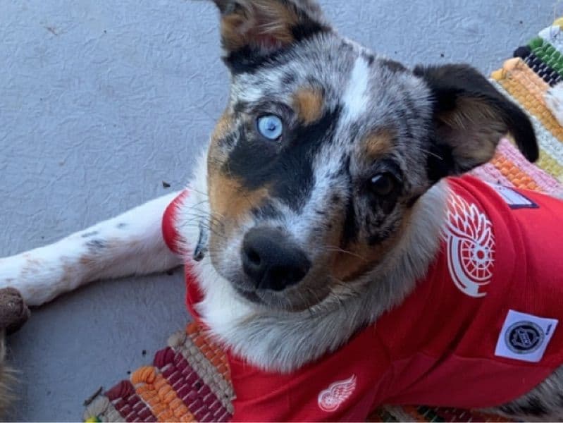 Enzo primary photo