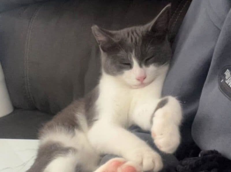 Domestic Shorthair 1 year 2 months old male named Binks for sale in Benton County, Washington | Petmeetly