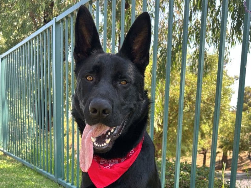Black German Shepherd 1 year 3 months old male large named Duke for breeding in Los Angeles County, California | Petmeetly