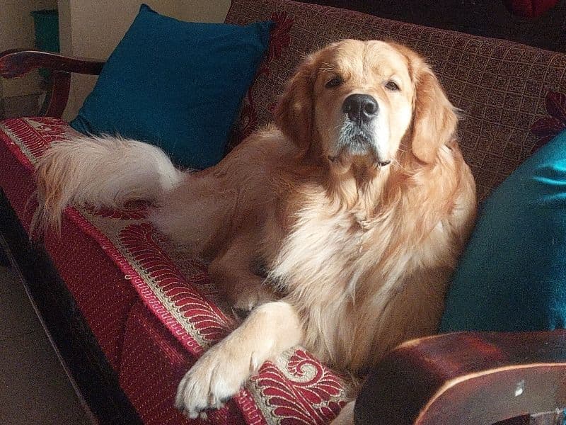 Golden Retriever 1 year 9 months old male large named Asher for breeding in Bangalore Division, Karnataka | Petmeetly
