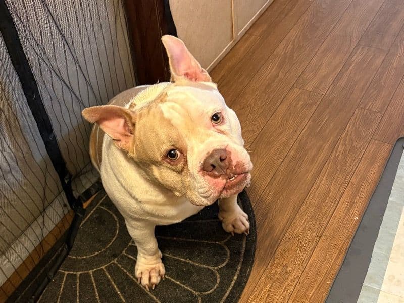 American Bully 4 years 6 months old male medium named Kane for sale in Lexington County, South Carolina | Petmeetly