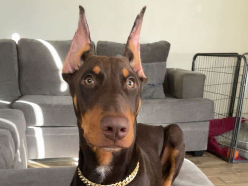 Rocky primary photo