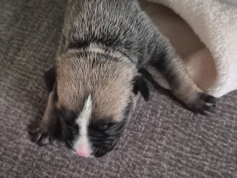Puppies primary photo