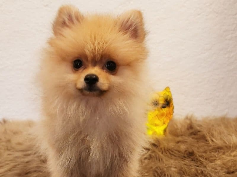 Dolce primary photo