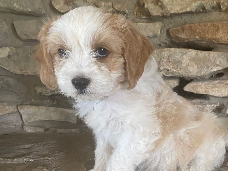 Cavachon 8 months old male medium named Norman for sale in Kerr County, Texas | Petmeetly