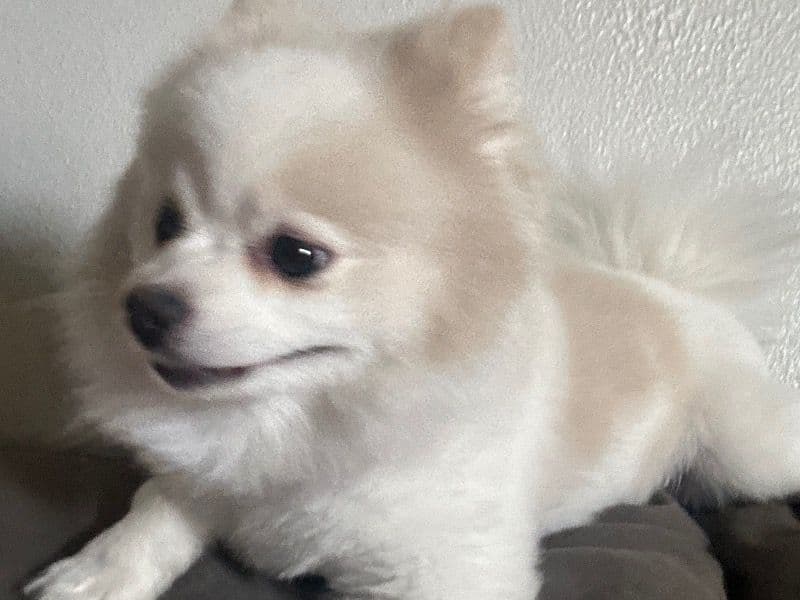 Louie primary photo
