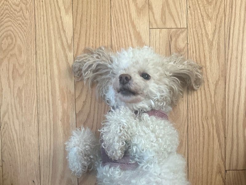 Bella primary photo