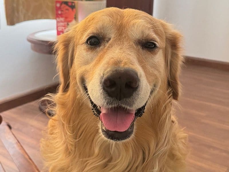 Golden Retriever 3 years 6 months old male large named Cube for breeding in Jaipur Division, Rajasthan | Petmeetly