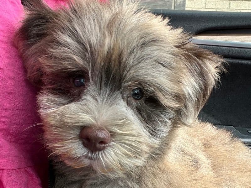 Miniature Schnauzer 5 months old female small named Chesnut for sale in Gwinnett County, Georgia | Petmeetly