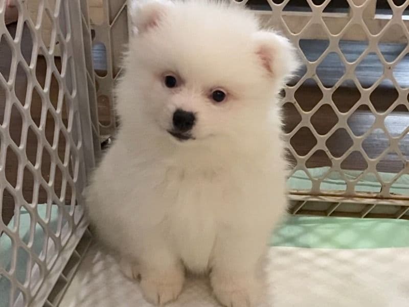 Pomeranian 7 months old male small named Polar for sale in Marion County, Indiana | Petmeetly