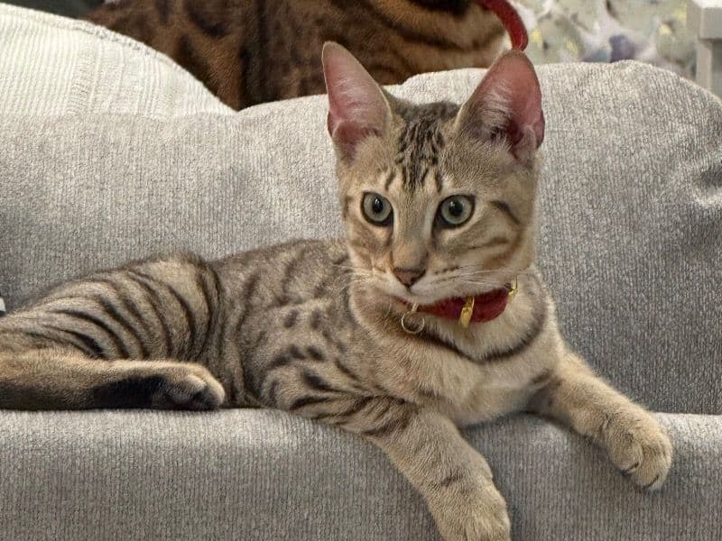 Savannah 9 months old female named Lionne for breeding in Los Angeles County, California | Petmeetly