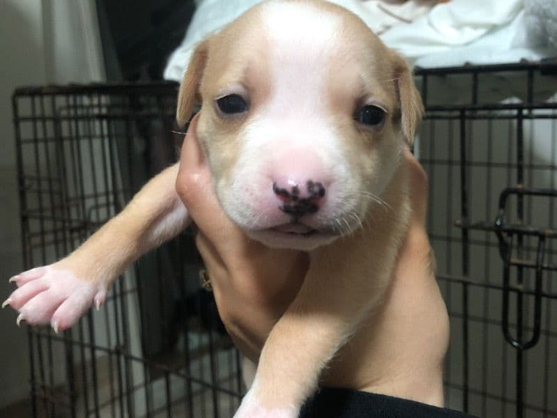 American Bully 1 month old male small named Cutie Patootie for sale in Arlington County, Virginia | Petmeetly