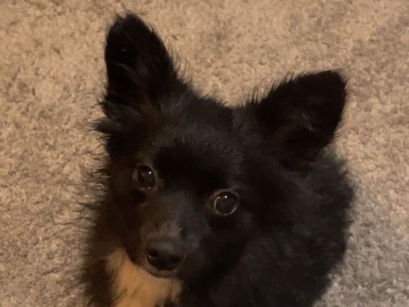 Luna primary photo