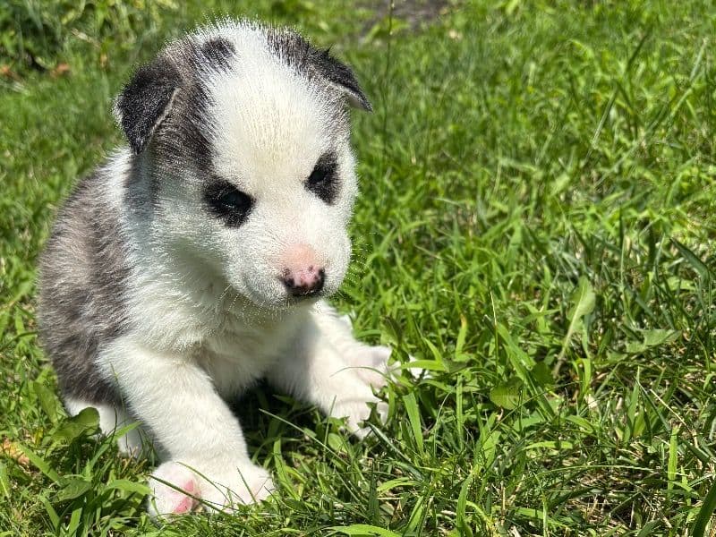 Puppy D primary photo