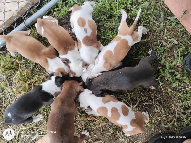 Pitbull Puppies primary photo