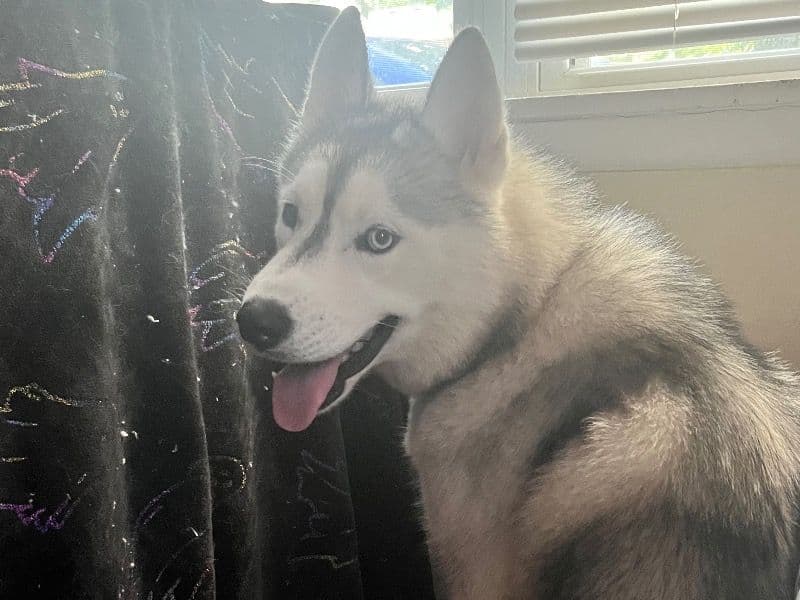 Simba primary photo