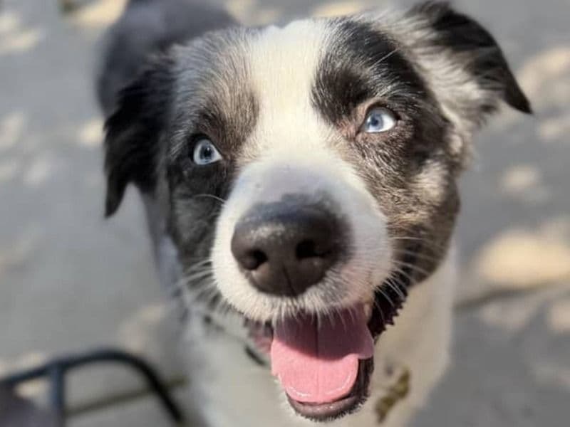 Barkley primary photo