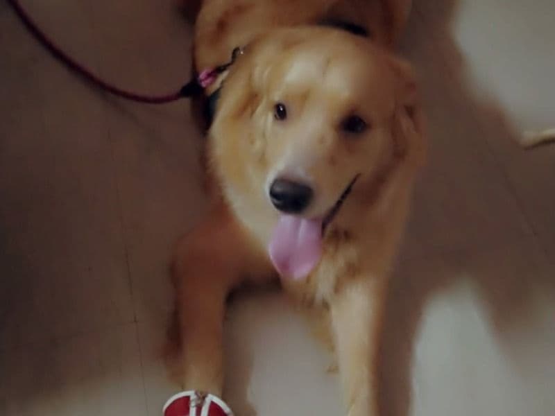 Golden Retriever 1 year 4 months old male medium named Thangamani for breeding in Puducherry, Puducherry | Petmeetly