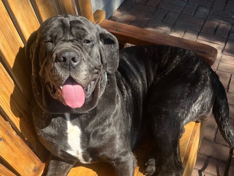Neapolitan Mastiff 1 year 8 months old female extra large named Mint for adoption in San Diego County, California | Petmeetly