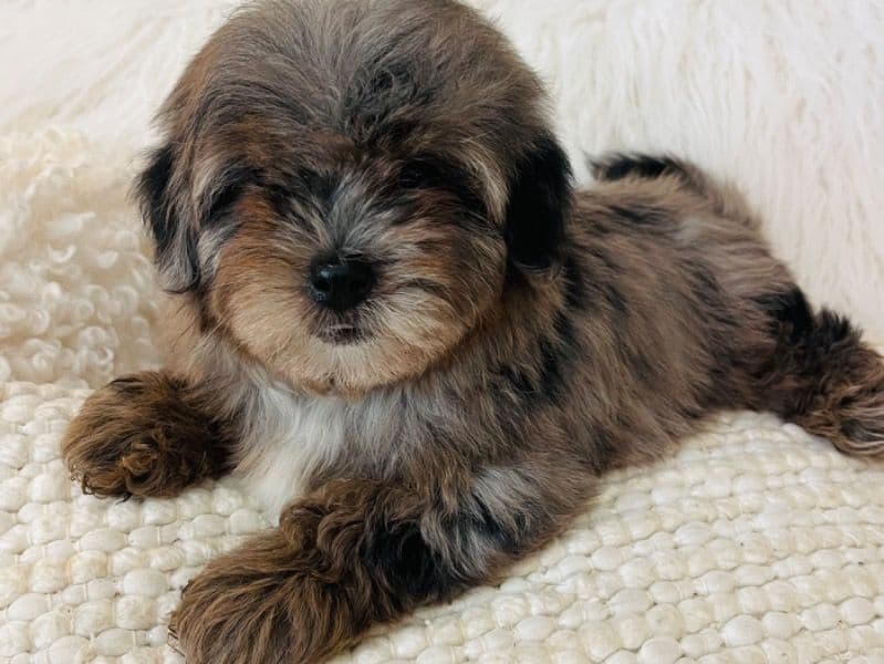 Bernedoodle 7 months old male small named Lil Blue for sale | Petmeetly
