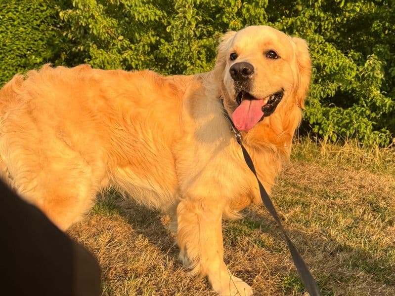 Golden Retriever 1 year 8 months old male large named Kobie for breeding in Greater London, England | Petmeetly