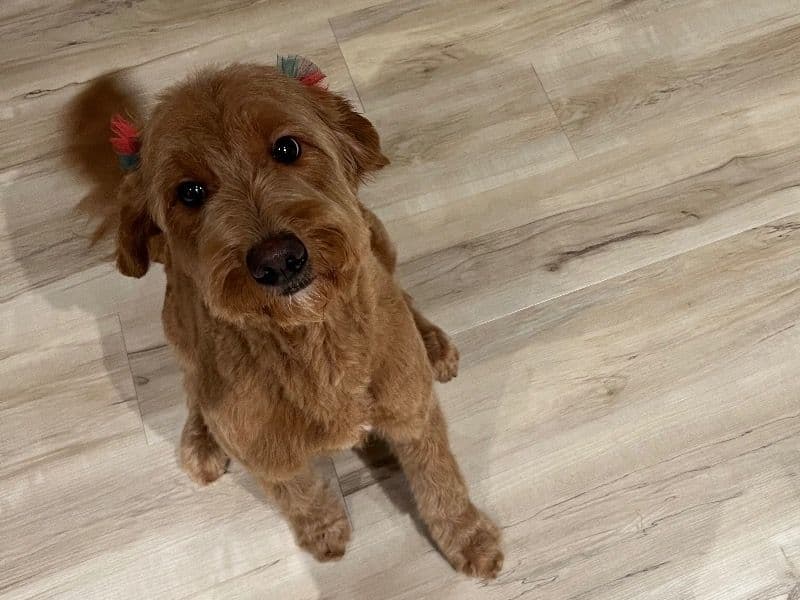 Goldendoodle 4 years 10 months old female medium named Luna for sale in Utah County, Utah | Petmeetly