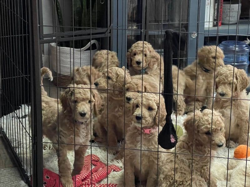 Puppy primary photo