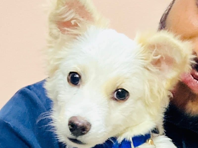 Tuffy primary photo