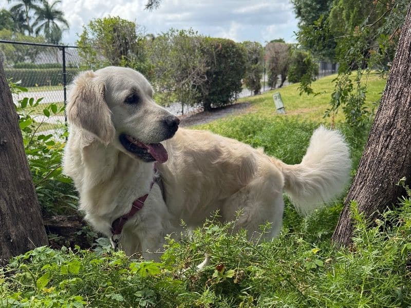 Bailey primary photo