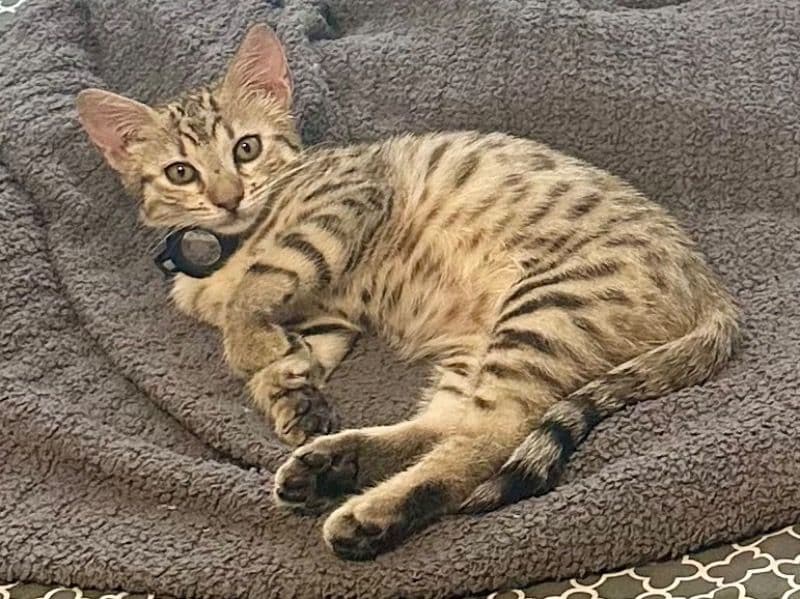 Savannah 1 year 9 months old female named Ace for breeding in San Diego County, California | Petmeetly