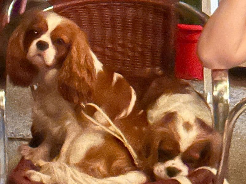 Leia And Lola primary photo