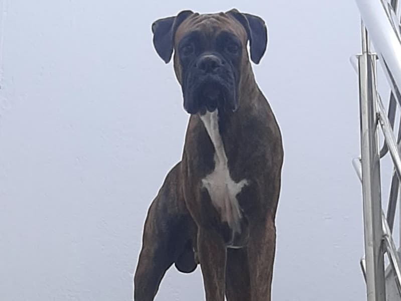 Leo primary photo