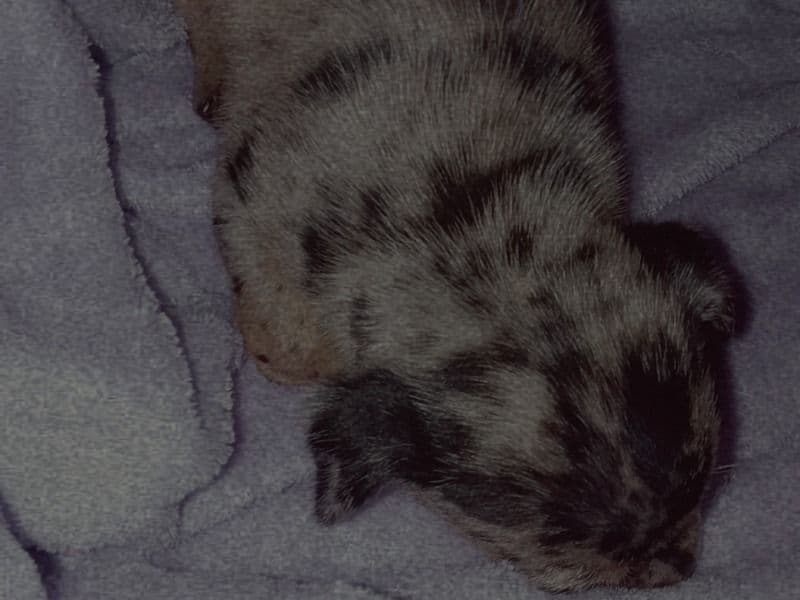 Chihuahua 2 months old male small named Draco for sale in Butler County, Missouri | Petmeetly