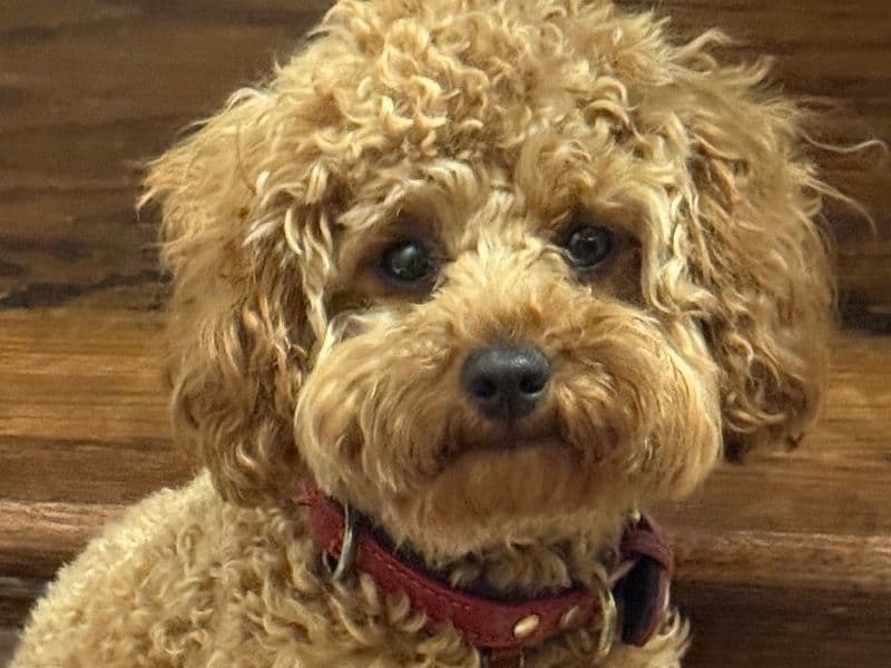Teddy primary photo