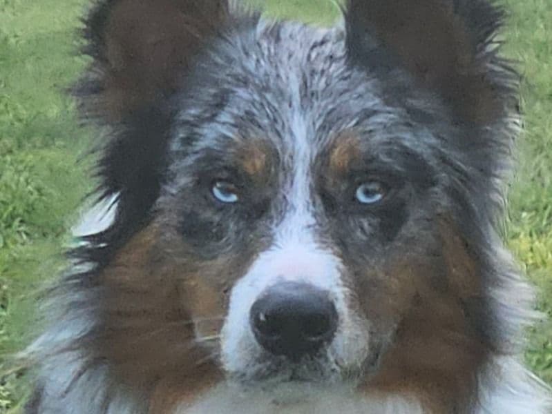 Waylon primary photo