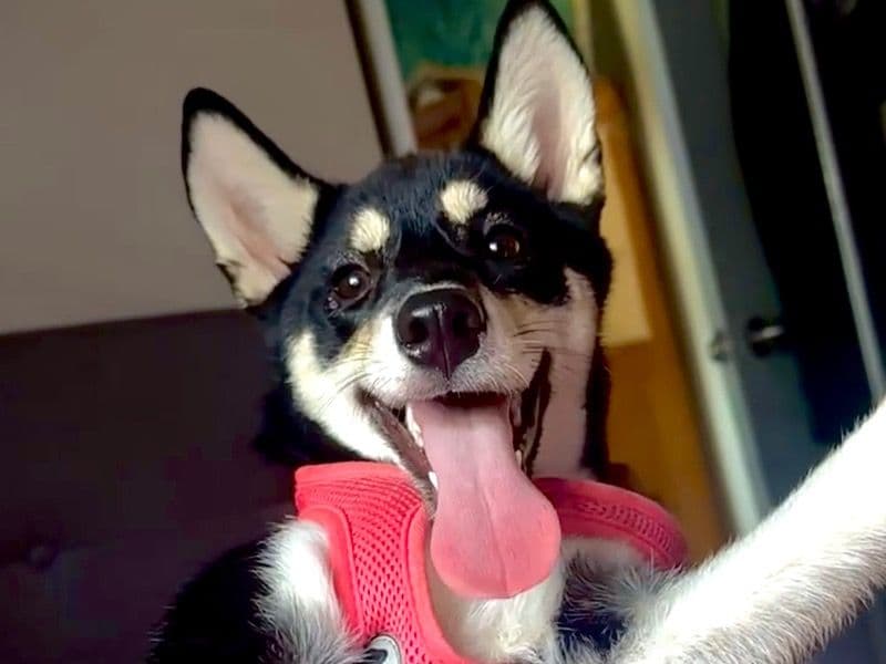 Shiba Inu 10 months old female medium named Cheese for sale in Leon County, Florida | Petmeetly